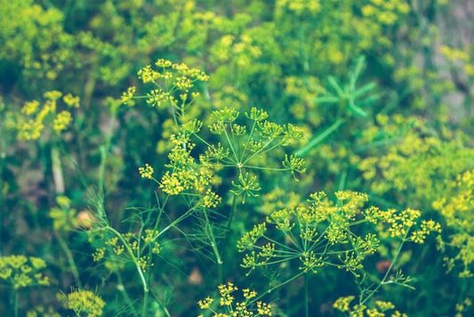 How to grow Dill