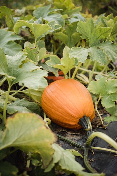 How to grow Pumpkins