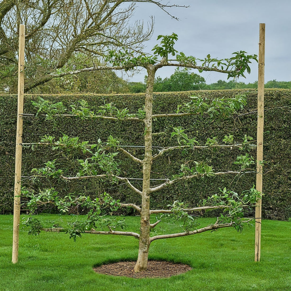 Espalier: The Art of Growing Fruit Trees in Two Dimensiona