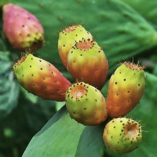 Fruit-Bearing Cacti: A Sweet and Sustainable Addition to Your Garden