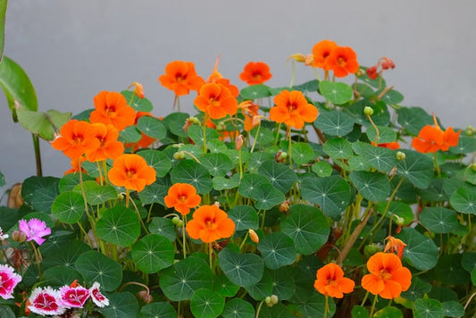 How to grow Nasturtium