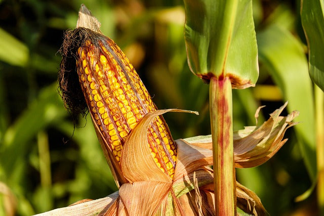 How to grow Sweet Corn