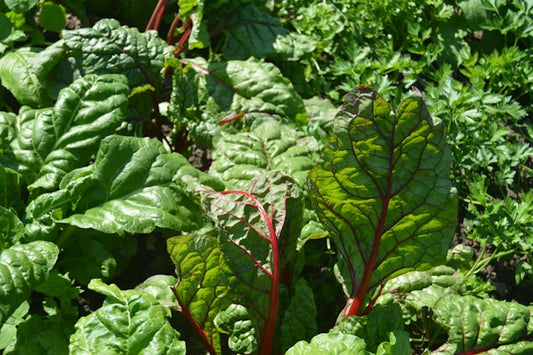 How to grow Swiss Chard