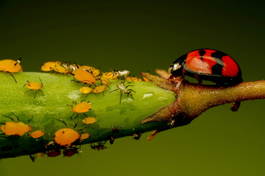 Battle of the Bugs: Common Garden Pests and How They Damage Your Plants