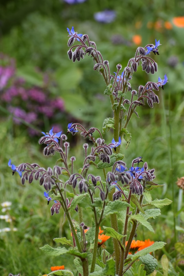 How to grow Borage