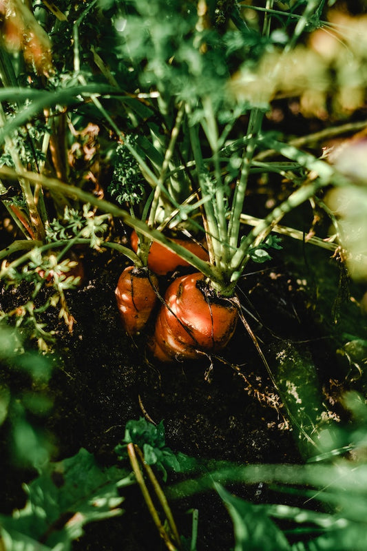 How to grow Carrots