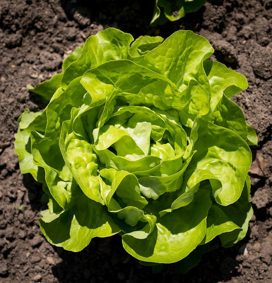 Leaf Lettuce